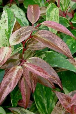 Rainbow Leucothoe (Drooping Fetterbush) - Leucothoe Fontanesiana - 1 Gallon Pot