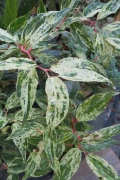 Rainbow Leucothoe (Drooping Fetterbush) - Leucothoe Fontanesiana - 1 Gallon Pot -Cheap Plants Store Leucothoe Rainbow 7