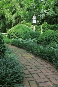 Emerald Goddess Liriope (Lilyturf) - 1 Gallon Pot -Cheap Plants Store Liriope Emerald Goddess 2