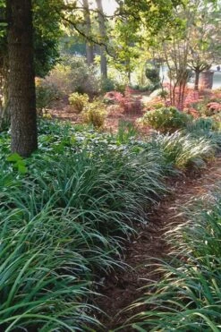 Emerald Goddess Liriope (Lilyturf) - 1 Gallon Pot -Cheap Plants Store Liriope Emerald Goddess 500x750 1