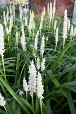 Monroe's White Liriope (Lilyturf) - 6 Pack Of 1 Gallon Pots -Cheap Plants Store Liriope Monroes White 500x750 1