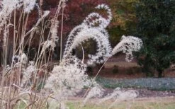Little Zebra Grass - Miscanthus - 6 Pack Of 1 Gallon Pots -Cheap Plants Store Little Zebra Grass 1
