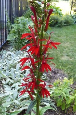 Red Cardinal Flower (Lobelia Cardinalis) - 8 Pack Of 1 Gallon Pots -Cheap Plants Store Lobelia Cardinalis Cardinal Flower 2