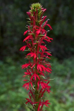 Red Cardinal Flower (Lobelia Cardinalis) - 8 Pack Of 1 Gallon Pots -Cheap Plants Store Lobelia Cardinalis Cardinal Flower 3
