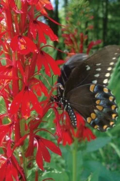 Red Cardinal Flower (Lobelia Cardinalis) - 8 Pack Of 1 Gallon Pots -Cheap Plants Store Lobelia Cardinalis Cardinal Flower 4