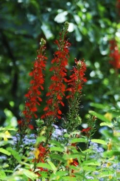 Red Cardinal Flower (Lobelia Cardinalis) - 8 Pack Of 1 Gallon Pots -Cheap Plants Store Lobelia Cardinalis Cardinal Flower 5