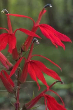 Red Cardinal Flower (Lobelia Cardinalis) - 8 Pack Of 1 Gallon Pots -Cheap Plants Store Lobelia Cardinalis Cardinal Flower 6