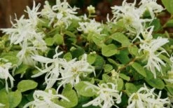 Emerald Snow Loropetalum (Chinese Fringeflower) - 1 Gallon Pot -Cheap Plants Store Loropetalum Emerald Snow 1 1