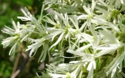 Emerald Snow Loropetalum (Chinese Fringeflower) - 2 Gallon Pot -Cheap Plants Store Loropetalum Emerald Snow 21