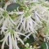 Emerald Snow Loropetalum (Chinese Fringeflower) - 2 Gallon Pot -Cheap Plants Store Loropetalum Emerald Snow 500x750 1