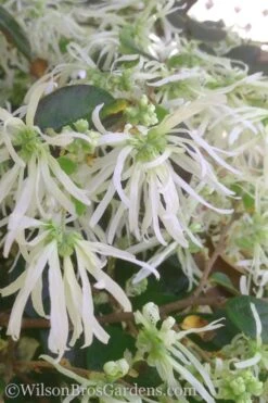 Emerald Snow Loropetalum (Chinese Fringeflower) - 2 Gallon Pot