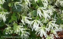 Emerald Snow Loropetalum (Chinese Fringeflower) - 2 Gallon Pot -Cheap Plants Store Loropetalum Emerald Snow 51
