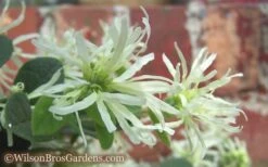 Emerald Snow Loropetalum (Chinese Fringeflower) - 1 Gallon Pot -Cheap Plants Store Loropetalum Emerald Snow 54 1