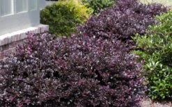 Purple Daydream Dwarf Loropetalum - 1 Gallon Pot -Cheap Plants Store Loropetalum Purple Daydream 20 1