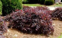 Purple Daydream Dwarf Loropetalum - 2 Gallon Pot -Cheap Plants Store Loropetalum Purple Daydream 4