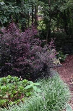 Purple Diamond Loropetalum - 5 Gallon Pot -Cheap Plants Store Loropetalum Purple Diamond 20 2