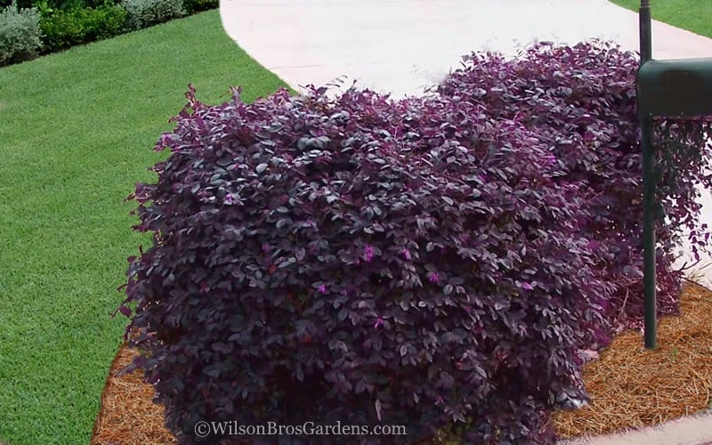 Purple Diamond Loropetalum - 1 Gallon Pot 6 Purple Diamond Loropetalum - 1 Gallon Pot - Image 4