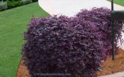 Purple Diamond Loropetalum - 2 Gallon Pot -Cheap Plants Store Loropetalum Purple Diamond 21 3