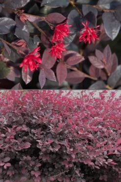 Red Diamond Loropetalum - 7 Gallon Pot -Cheap Plants Store Loropetalum Red Diamond 500x750 1