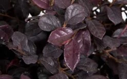 Red Diamond Loropetalum - 7 Gallon Pot -Cheap Plants Store LoropetalumRedDiamond 3