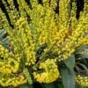 Marvel Mahonia - 2 Gallon Pot -Cheap Plants Store Mahonia Marvel 10 1