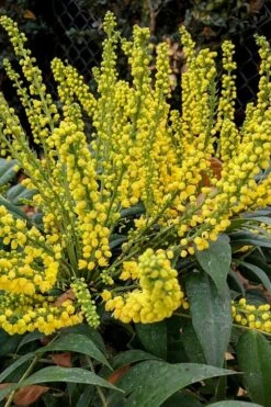 Marvel Mahonia - 3 Gallon Pot