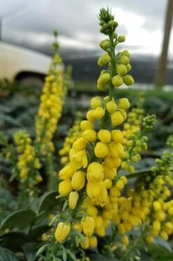Marvel Mahonia - 2 Gallon Pot -Cheap Plants Store Mahonia Marvel 11 1