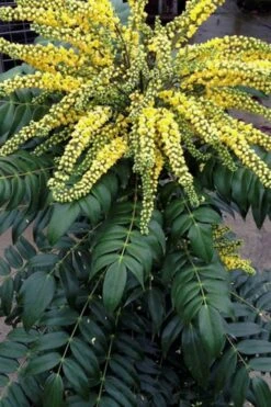 Marvel Mahonia - 3 Gallon Pot -Cheap Plants Store Mahonia Marvel 500x750 1