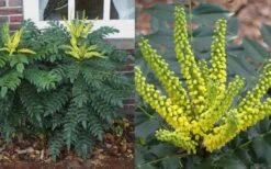 Marvel Mahonia - 3 Gallon Pot -Cheap Plants Store Mahonia Marvel Flowers