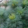 Soft Caress Mahonia - 1 Gallon Pot -Cheap Plants Store Mahonia Soft Caress 12 1