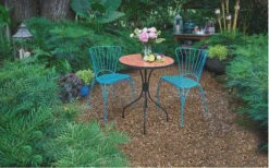 Soft Caress Mahonia - 1 Gallon Pot -Cheap Plants Store Mahonia Soft Caress 13 1