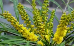Soft Caress Mahonia - 2 Gallon Pot 13 Soft Caress Mahonia - 2 Gallon Pot -Cheap Plants Store Mahonia Soft Caress Flowers 2