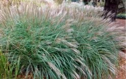 Little Kitten Dwarf Maiden Grass - Miscanthus Sinensis - 2 Gallon Pot -Cheap Plants Store Miscanthus Little Kittens 10