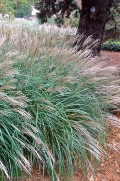 Little Kitten Dwarf Maiden Grass - Miscanthus Sinensis - 2 Gallon Pot -Cheap Plants Store Miscanthus Little Kittens 11