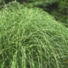 Little Zebra Grass - Miscanthus - 1 Gallon Pot 2 Little Zebra Grass - Miscanthus - 1 Gallon Pot -Cheap Plants Store Miscanthus Little Zebra Rev 2 500x750 2