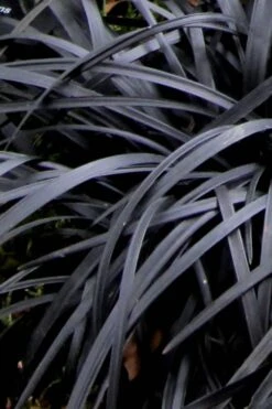 Black Mondo Grass - Ophiopogon Planiscapus 'Nigrescens' - 6 Pack Of 1 Gallon Pots -Cheap Plants Store Mondo Grass Black 10