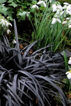 Black Mondo Grass - Ophiopogon Planiscapus 'Nigrescens' - 6 Pack Of 1 Gallon Pots -Cheap Plants Store Mondo Grass Black 11