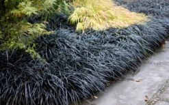 Black Mondo Grass - Ophiopogon Planiscapus 'Nigrescens' - 6 Pack Of 1 Gallon Pots -Cheap Plants Store Mondo Grass Black 12
