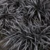 Black Mondo Grass - Ophiopogon Planiscapus 'Nigrescens' - 6 Pack Of 1 Gallon Pots -Cheap Plants Store Mondo Grass Black 15