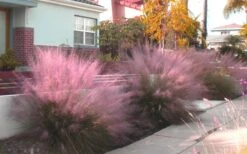 Pink Muhly Grass (Cotton Candy Grass) - 5 Pack Of Quart Pots -Cheap Plants Store Muhly Grass Pink 112