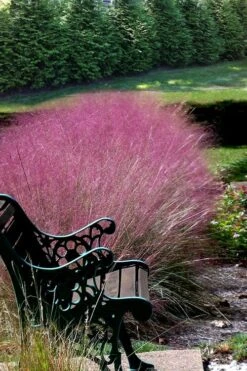 Pink Muhly Grass (Cotton Candy Grass) - 5 Pack Of Quart Pots -Cheap Plants Store Muhly Grass Pink 200 2