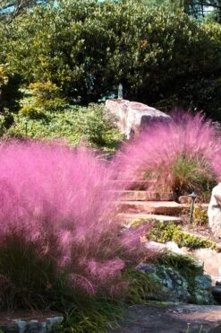 Pink Muhly Grass (Cotton Candy Grass) - 32 Pack Of 1 Gallon Pots -Cheap Plants Store Muhly Grass Pink 202