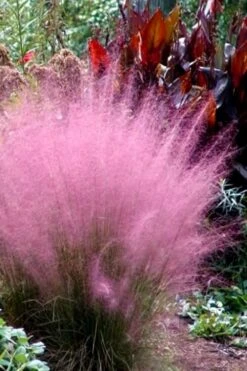 Pink Muhly Grass (Cotton Candy Grass) - 5 Pack Of Quart Pots -Cheap Plants Store Muhly Grass Pink 204 2