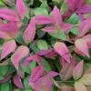 Blush Pink Nandina - 2 Gallon Pot -Cheap Plants Store Nandina Blush Pink 500x750 1