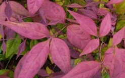 Blush Pink Nandina - 1 Gallon Pot -Cheap Plants Store Nandina Blush Pink Foliage Closeup 1