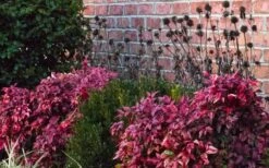 Blush Pink Nandina - 1 Gallon Pot -Cheap Plants Store Nandina Blush Pink In Home Foundation Planting 1