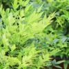 Lemon Lime Nandina - 3 Gallon Pot -Cheap Plants Store Nandina Lemon Lime 13 3