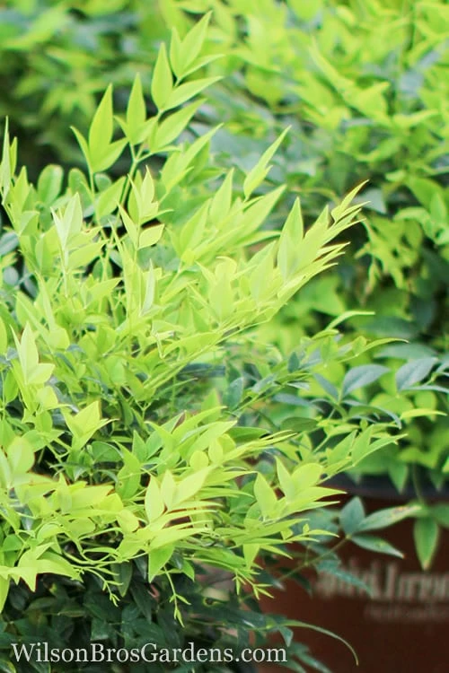 Lemon Lime Nandina - 3 Gallon Pot 3 Lemon Lime Nandina - 3 Gallon Pot
