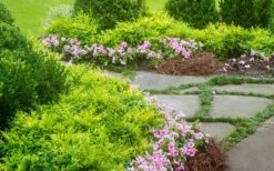 Lemon Lime Nandina - 2.5 Quart Pot -Cheap Plants Store Nandina Lemon Lime 14