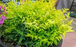 Lemon Lime Nandina - 2.5 Quart Pot -Cheap Plants Store Nandina Lemon Lime 51